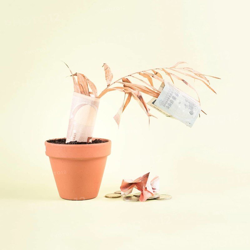 Withered plant in a pot with Euro banknotes falling from the leaves, financial crash, inflation crisis, global economic depression, business bankruptcy
