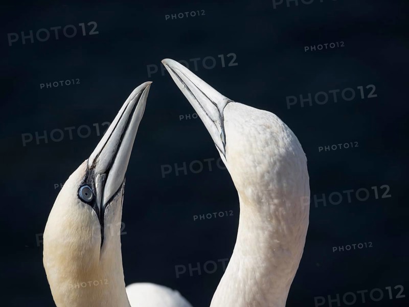 Two birds in close-up with raised beaks, probably in mating dance, Heligoland, North Sea, Germany, Europe
