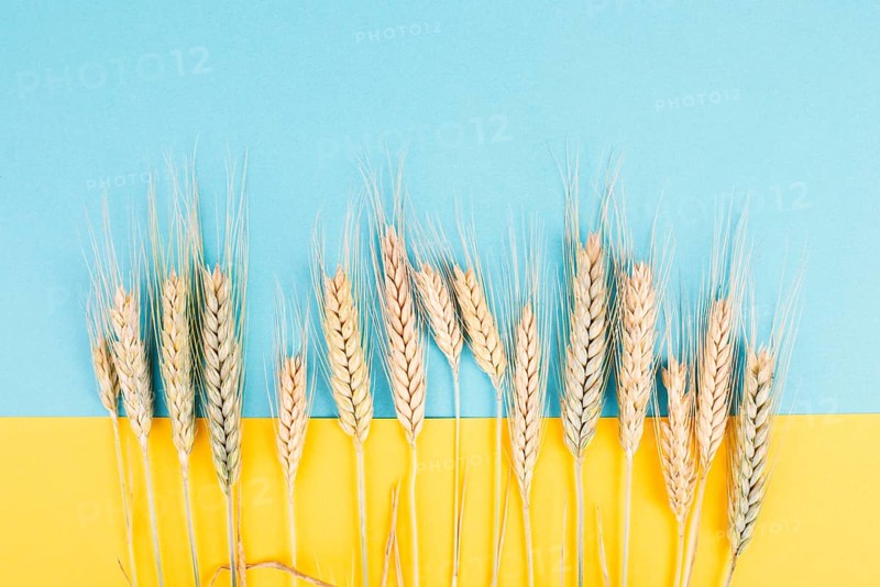 Wheat crop on a blue and yellow colored background, copy space for text, food harvest in the summer, golden straw