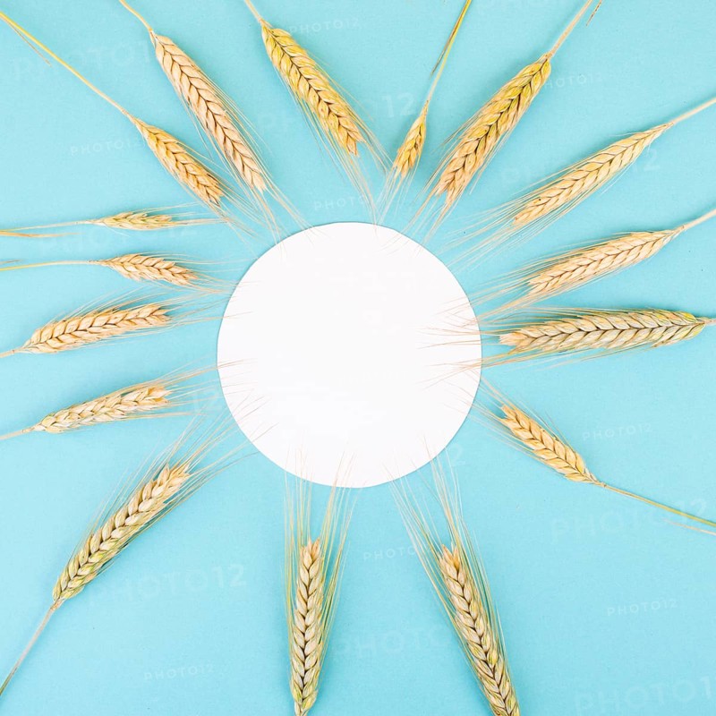 Wheat crop on a blue background, copy space for text, food harvest in the summer, golden straw