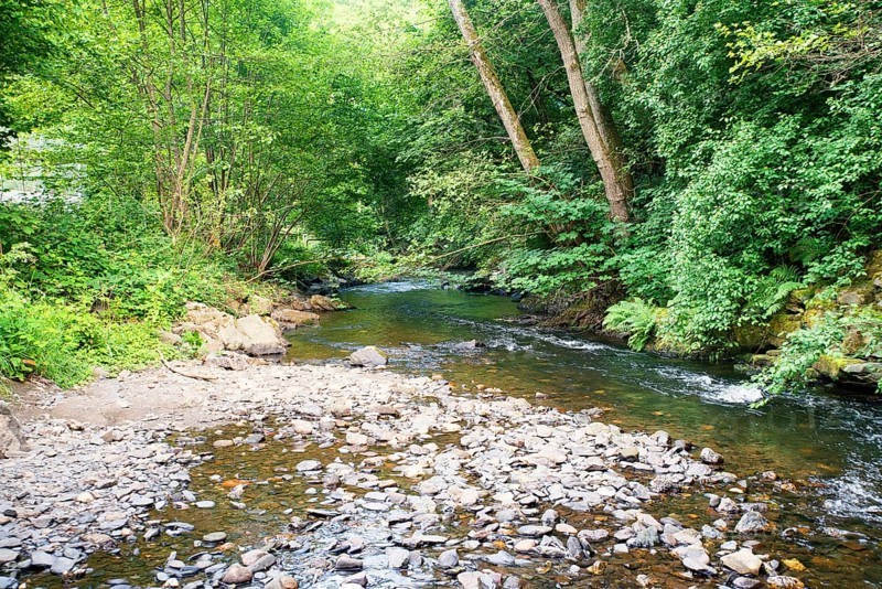 Stream in the forest in summer, landscape in Germany near Trier, river Ruwer in the Moselle Valley