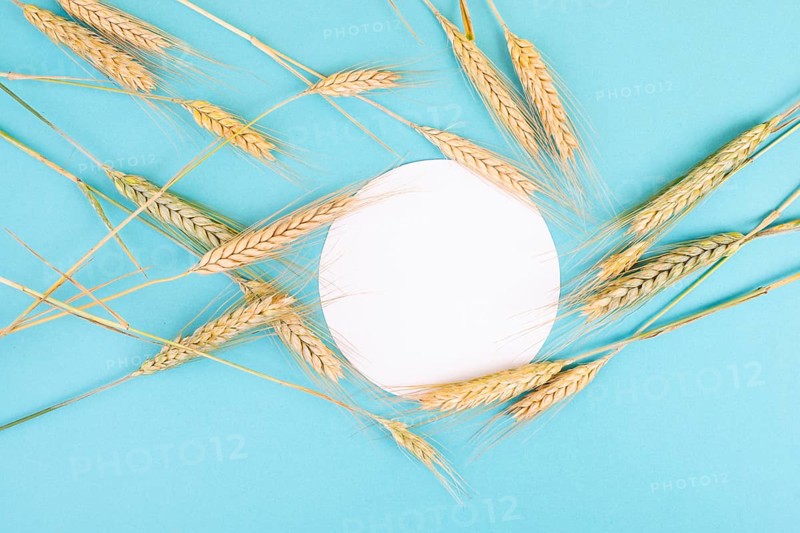 Wheat crop on a blue background, copy space for text, food harvest in the summer, golden straw