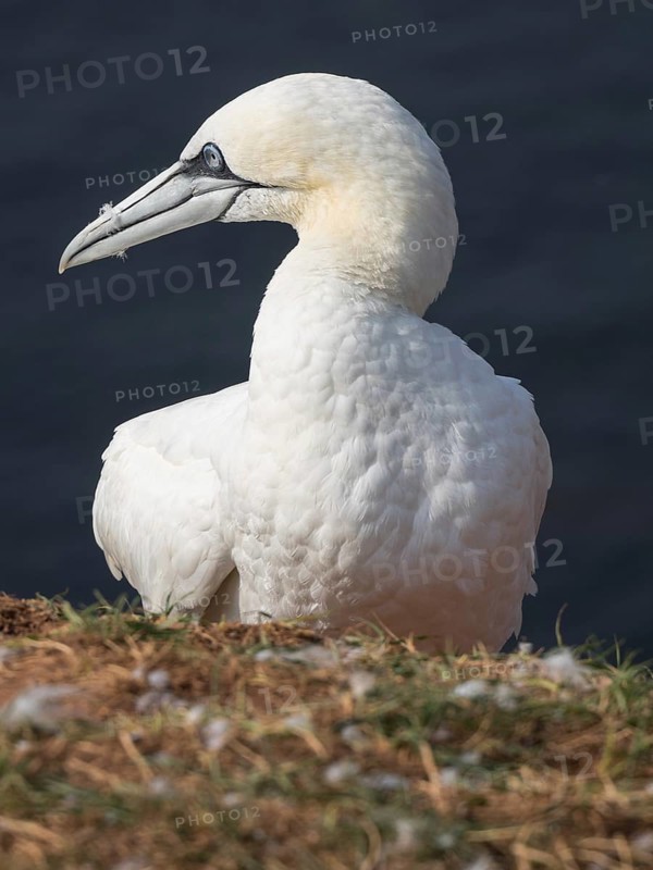 Close-up of a white seagull with lowered head, Heligoland, North Sea, Germany, Europe