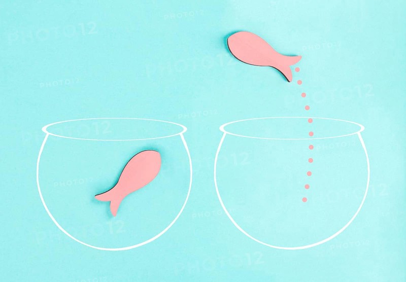 One fish is the leader of the group, leadership and teamwork concept, be a winner, success and start up in business, follow a new idea, fishes in a aquarium jump to freedom