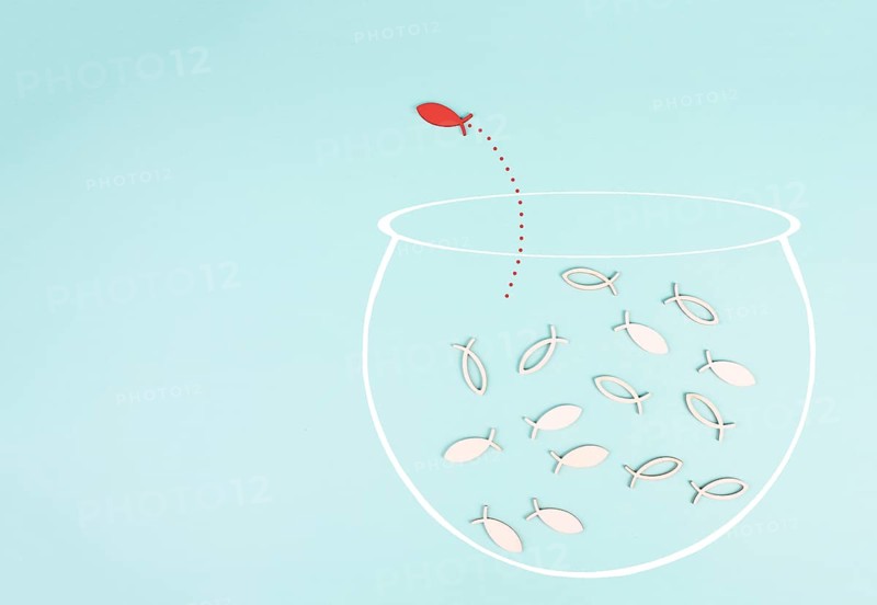 One fish is the leader of the group, leadership and teamwork concept, be a winner, success and start up in business, follow a new idea, fishes in a aquarium jump to freedom