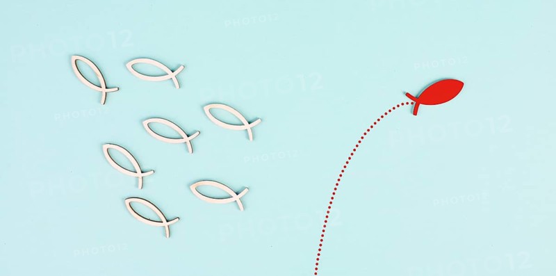 One fish is the leader of the group, leadership and teamwork concept, be a winner, success and start up in business, follow a new idea, jump to freedom