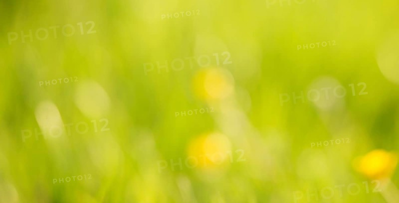 Soft blurred yellow and green colored background, spring and summer season, pastel colors, defocused abstract texture, greeting card