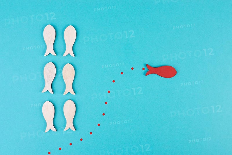 One red fish is swimming against the stream, opposite direction of the other fishes, being different, leadership and mindset concept