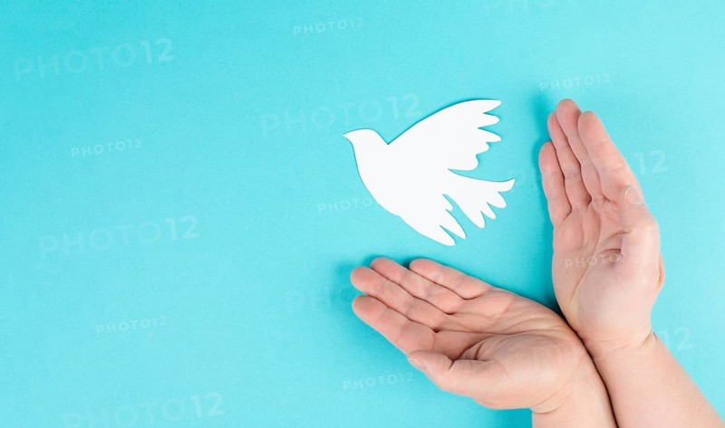Holding a white dove in the hands, symbol of peace, paper cut out pigeon, copy space for text, blue colored background