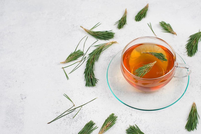 Pine needle tea in a cup on a white textured background, empty copy space for text