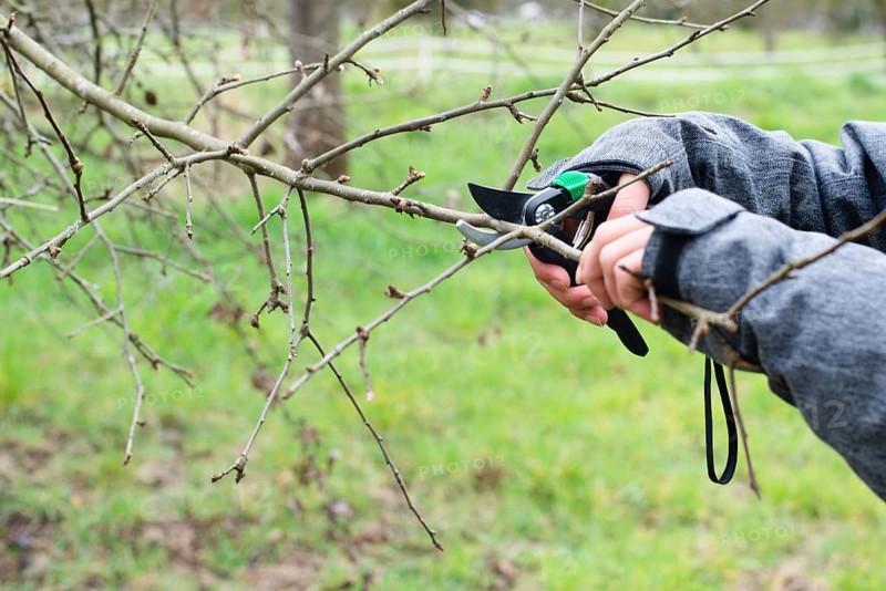 Farmer is cutting a branch of a tree with a secateurs, spring season, trimming plants, agriculture and gardening