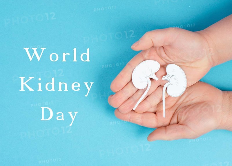 Hands holding a kidney, paper cut out, world kidney day, health problems, organ transplantation, medical issue