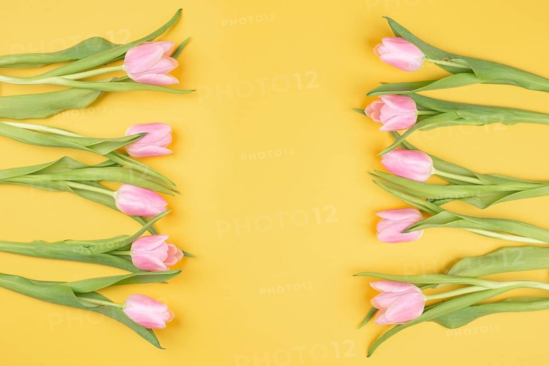 Pink tulips greeting card for birthday, easter holiday, womens day, mothers day, floral background with copy space for text, spring season