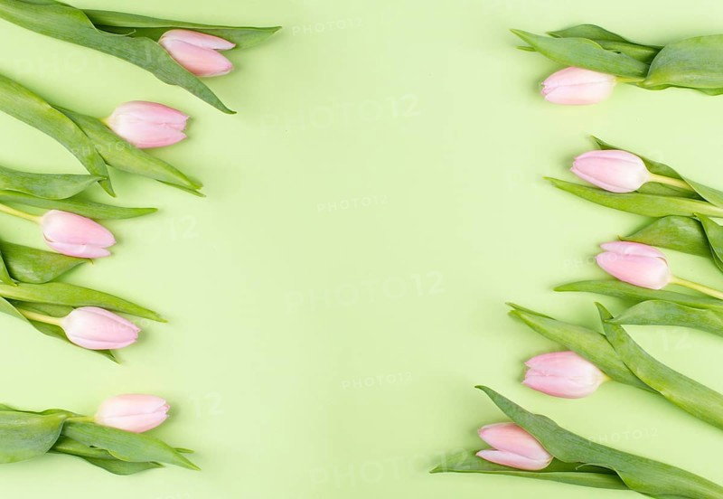 Pink tulips greeting card for birthday, easter holiday, womens day, mothers day, floral background with copy space for text, spring season