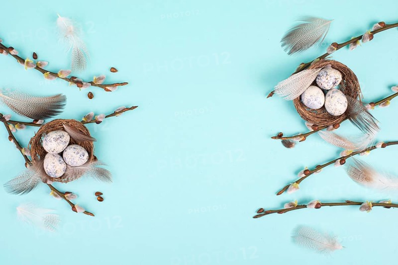 Easter holiday background, nest with small eggs, branches of pussy willow, greeting card, spring season, blue color, copy space for text