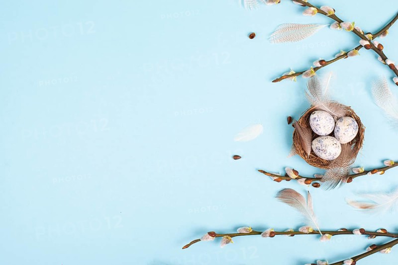 Easter holiday background, nest with small eggs, branches of pussy willow, greeting card, spring season, blue color, copy space for text