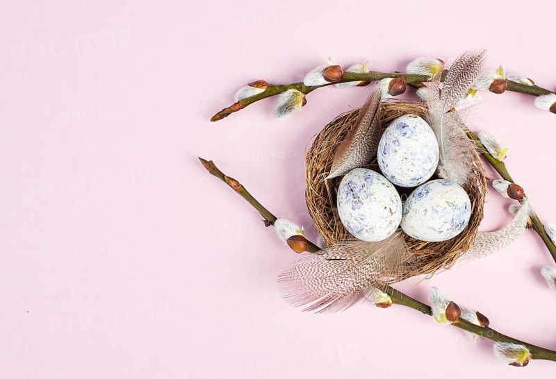 Easter holiday background, nest with small eggs, branches of pussy willow, greeting card, spring season, pink color, copy space for text