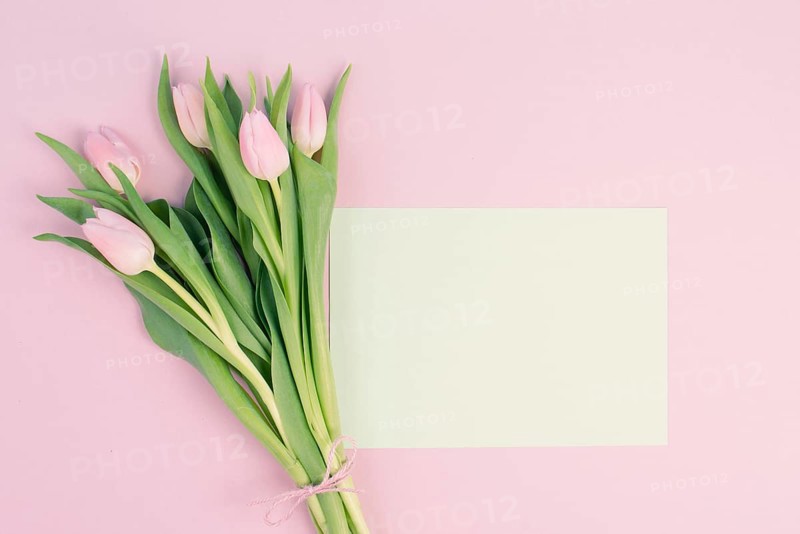 Pink tulips greeting card for birthday, easter holiday, womens day, mothers day, floral background with copy space for text, spring season