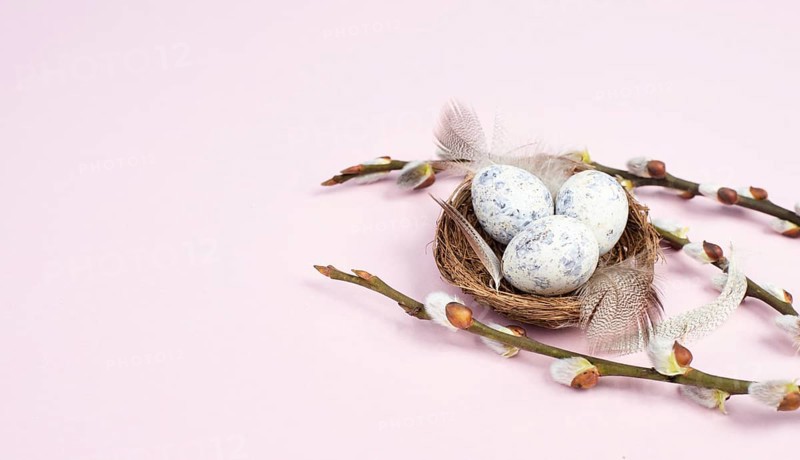 Easter holiday background, nest with small eggs, branches of pussy willow, greeting card, spring season, pink color, copy space for text