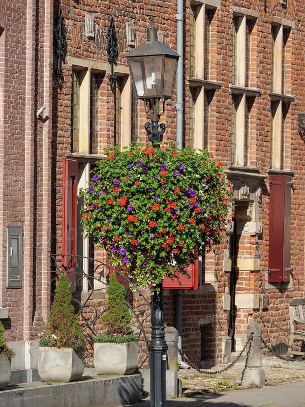 A colourful display of flowers hanging from a lamppost in front of a historic brick building with shutters, Doesburg, Gelderland, Netherlands
