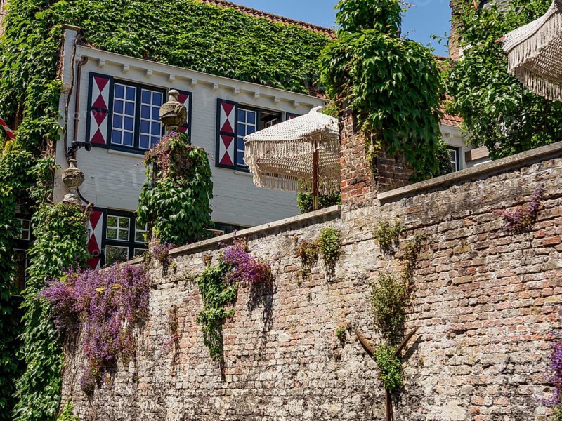 Brick wall and house covered with climbing plants, parasols in the courtyard in clear weather, Bruges, Flanders, Belgium, Europe