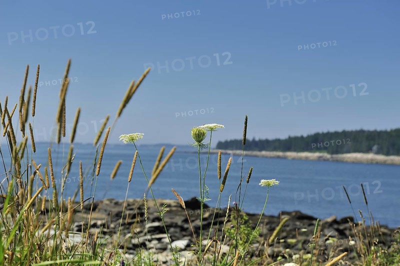 View Across Penobscot Bay seen through Queen-Anne's Lace (Daucus carota) (family Umbelliferae) and blowing grasses, Port Clyde, Saint George Peninsula, Maine, USA, North America