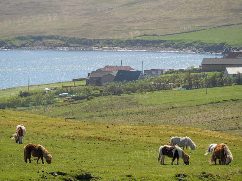 Ponies grazing in a green meadow with houses in the background and a view of the coast, lerwick, shetlands, scotland, uk