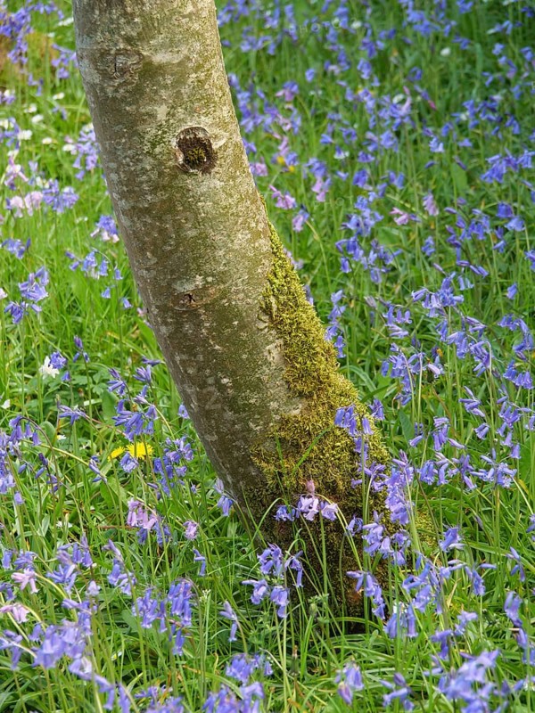 A tree trunk surrounded by bluebells growing in a green meadow, inverness, scotland, Great Britain