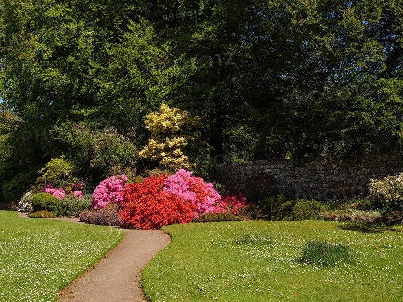A well-kept garden with colourful blooming azaleas and a small path, inverness, scotland, Great Britain