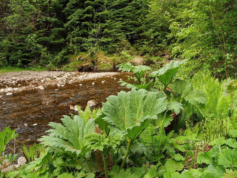 Clear stream flows through a green forest, surrounded by large plants and stones, inverness, scotland, Great Britain
