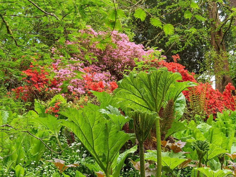 Lush plants and colourful flowers under tall trees in a wooded area, inverness, scotland, Great Britain