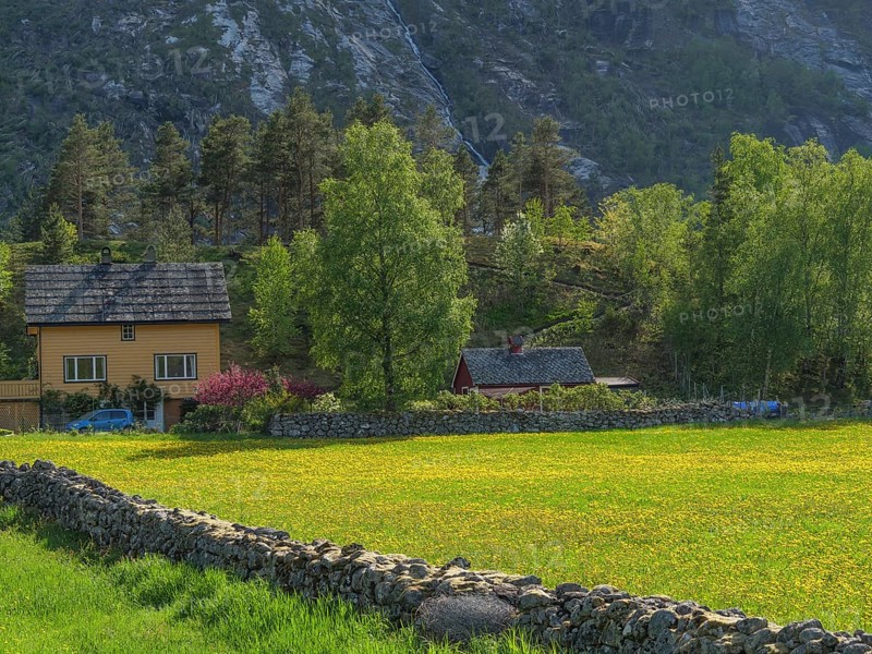 Rural house with colourful vegetation and yellow flowers in a meadow, surrounded by mountains and trees, Eidfjörd, Norway, Scandinavia, Europe