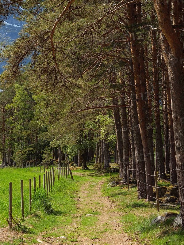A path leading through a forest with trees and fences, Eidfjörd, Norway, Scandinavia, Europe
