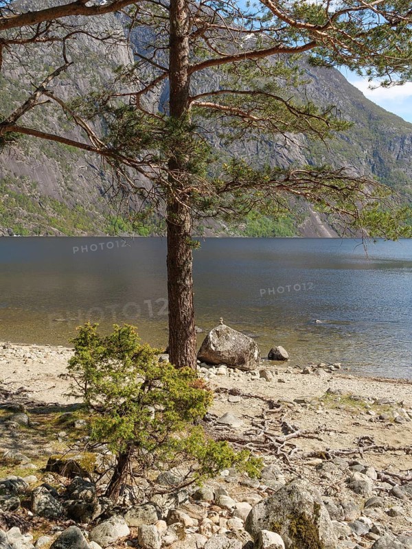 A tree on the shore of a lake, surrounded by mountains and nature, Eidfjörd, Norway, Scandinavia, Europe