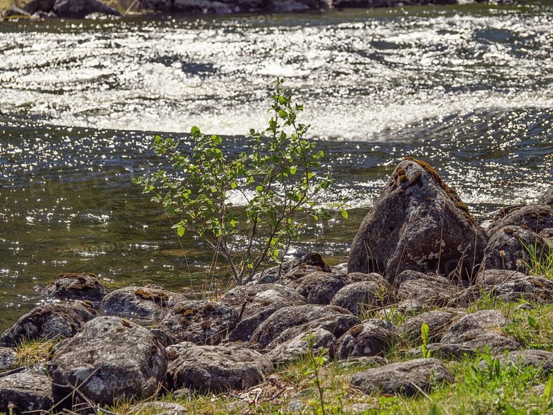 A bubbling river flowing through rocks, surrounded by green nature, Eidfjörd, Norway, Scandinavia, Europe