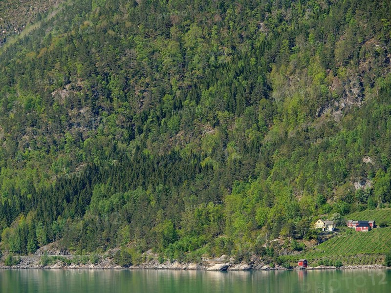 Small farm surrounded by dense forests in a hilly landscape on the shore of a lake, Eidfjörd, Norway, Scandinavia, Europe