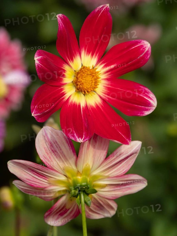 Two dahlia blossoms: a red-yellow and a pale pink flower, both against a blurred background, Legden, Münsterland, North Rhine-Westphalia, Germany, Europe