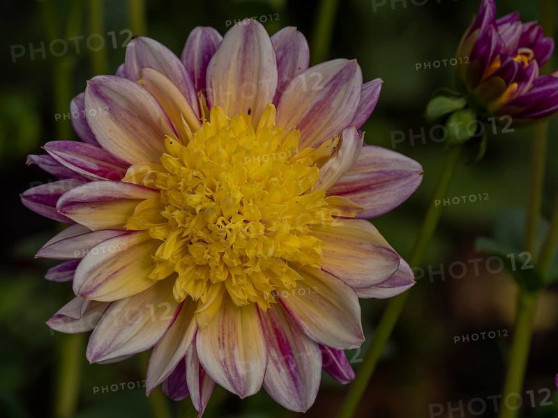 A single dahlia flower with yellow centre and purple petals in a garden, Legden, Münsterland, North Rhine-Westphalia, Germany, Europe