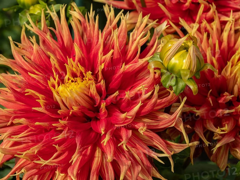Close-up of a red dahlia with yellow tips and green buds, Legden, Münsterland, North Rhine-Westphalia, Germany, Europe
