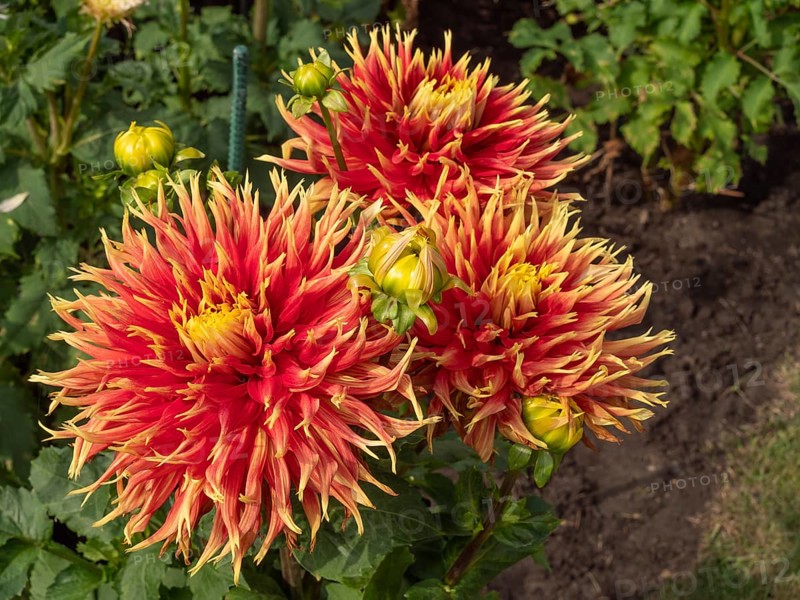 Close-up of red and yellow dahlia flowers in the garden, Legden, münsterland, North Rhine-Westphalia, Germany, Europe