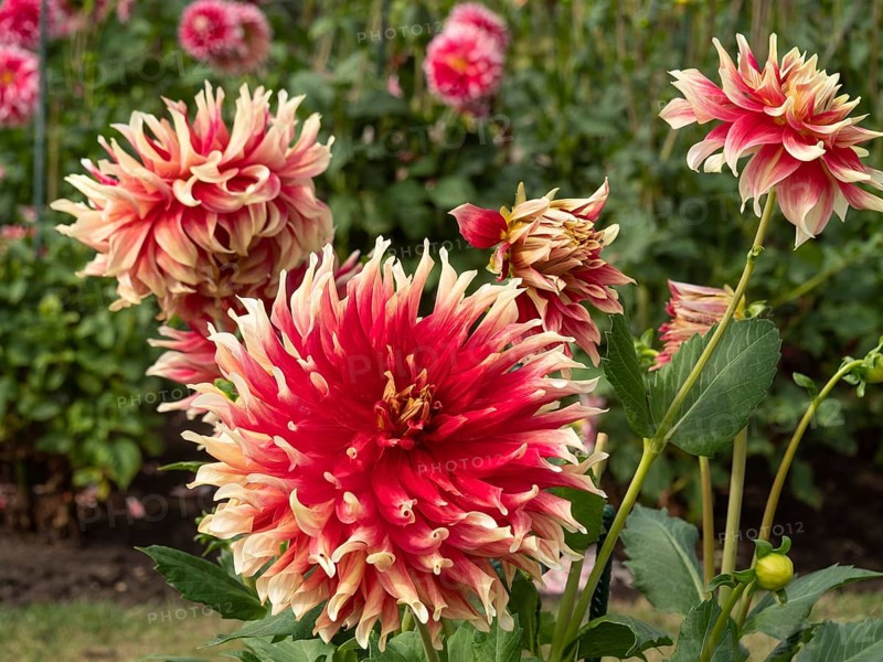 Close-up of red dahlia flowers with cream-coloured tips in the garden, Legden, Münsterland, North Rhine-Westphalia, Germany, Europe