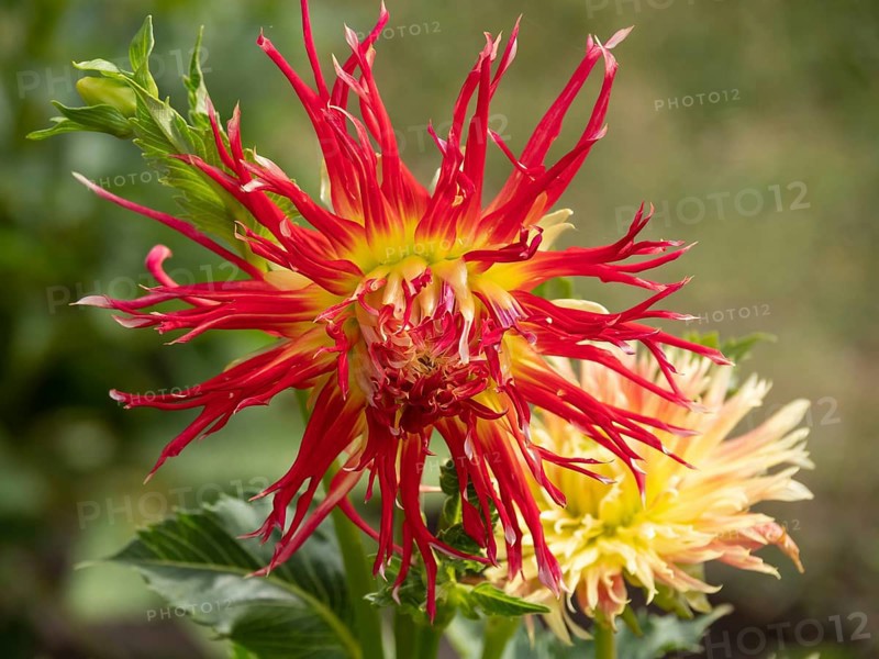 Yellow and red dahlia flower in full bloom, clearly visible against background, Legden, münsterland, North Rhine-Westphalia, Germany, Europe