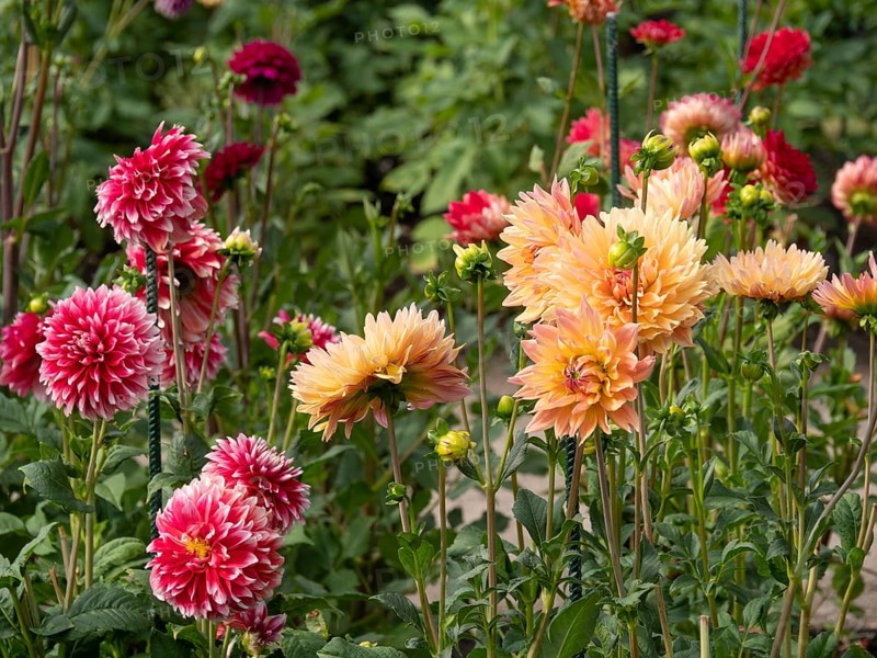 Colourful dahlia blossoms in the garden in various shades of red and orange against a green background, Legden, Münsterland, North Rhine-Westphalia, Germany, Europe