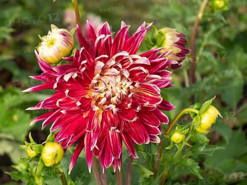 A bright red dahlia with a yellow centre, surrounded by green leaves and yellow buds, Legden, Münsterland, North Rhine-Westphalia, Germany, Europe
