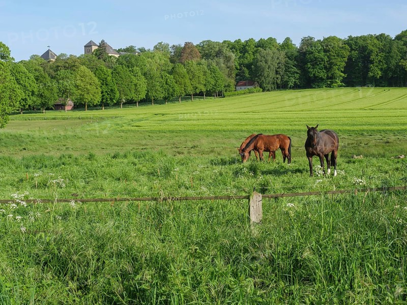 Two horses in a spacious pasture against a background of green fields and trees, Billerbeck, Münsterland, North Rhine-Westphalia, Germany, Europe