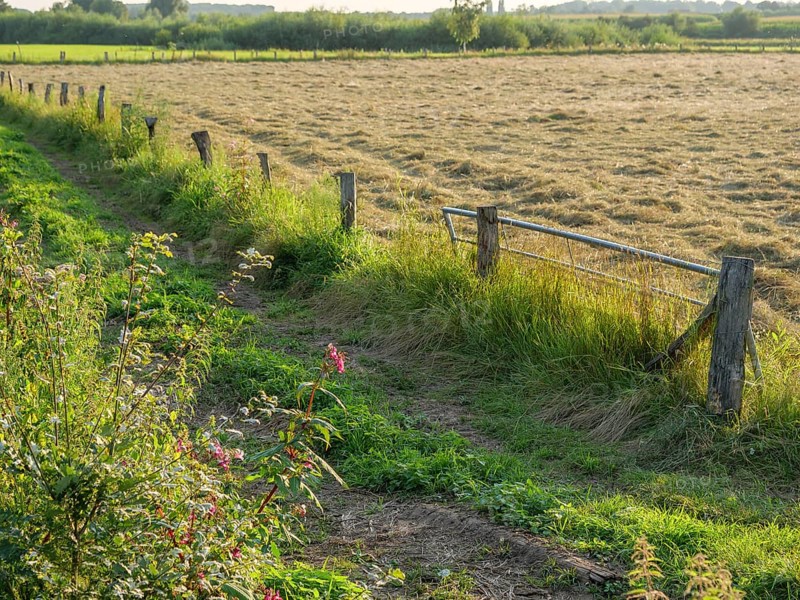 A green field with blooming wildflowers at the edge, surrounded by an old wooden fence, Borken, Münsterland, North Rhine-Westphalia, Germany, Europe