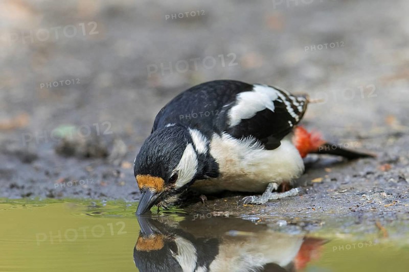 Great spotted woodpecker, greater spotted woodpecker (Dendrocopos major) female on muddy shore drinking water from pond, puddle
