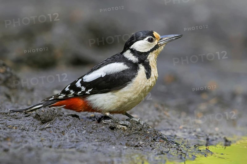 Great spotted woodpecker, greater spotted woodpecker (Dendrocopos major) female on muddy shore drinking water from pond, puddle