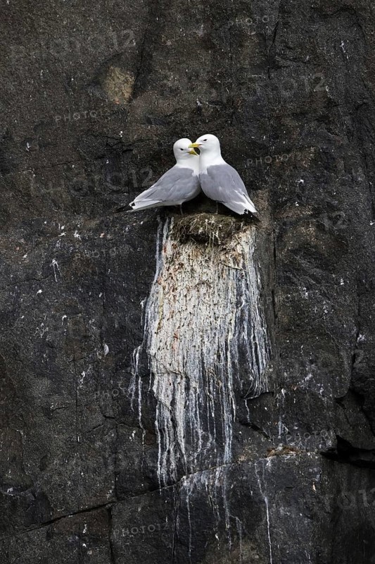 Black-legged kittiwakes (Rissa tridactyla) pair nesting on rock ledge in sea cliff at seabird colony in summer, Svalbard, Spitsbergen, Norway, Europe