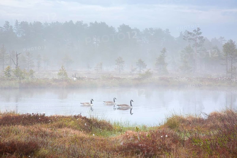 Canada geese, Canadian goose flock (Branta canadensis) swimming in moorland, marsh, covered in early morning mist in spring, Dalarna, Sweden, Europe